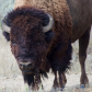 Theodore Roosevelt National Park