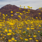 Death Valley National Park