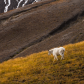 Mount Saint Helens National Volcanic Monument