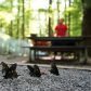 Great Smoky Mountains National Park