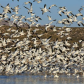 Bosque Del Apache National Wildlife Refuge