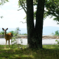 Shenandoah National Park
