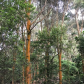 HawaiÊ»i Volcanoes National Park